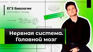 ЕГЭ Биология  НЕРВНАЯ СИСТЕМА. ГОЛОВНОЙ МОЗГ