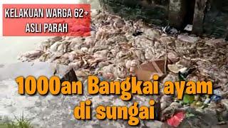 PATI - Ribuan bangkai ayam dibuang di sungai