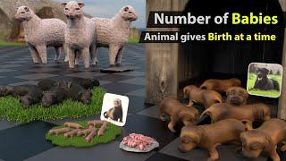 Animal birth comparison  which animal give most birth?