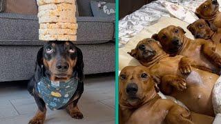 The Funniest Dachshund Moments 2023  A Hilarious Compilation for Sausage Dog Lovers @FurryTails