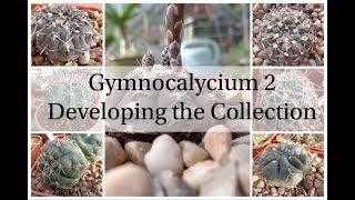 Gymnocalycium 2 - Developing the Collection Cactus Series 3