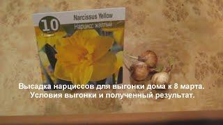 Выгонка нарциссов в домашних условиях к 8 марта. Как и когда надо посадить. Результат - цветение.