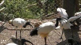 African sacred ibis  Threskiornis aethiopicus  Священный ибис  איביס קדושה אפריקאית