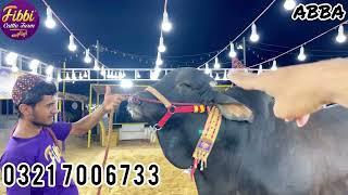 FIBBI CATTLE KAY BACHRO KA VLOG