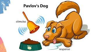 Pavlovs Dog experiment  Classical conditioning theory  Respondent conditioning