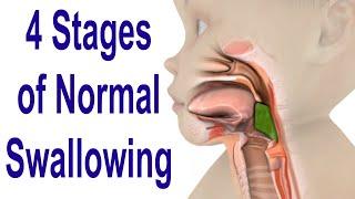 The 4 Stages of Swallowing Biomechanics & Bolus Movement