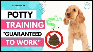 Step by step guide  To POTTY  Train Your Puppy   easily. II Puppy Training tips. II