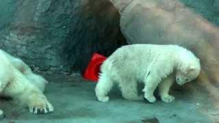 גורי דוב לבנים מתחממים בשמש האביב. גן החיות של מוסקבה.