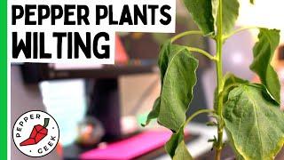 Wilting Pepper Plant Leaves - Fix Drooping Pepper Leaves - Pepper Geek