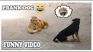 Fake Tiger Reaction To Sleeping Dog - TRY NOT TO LAUGH Episode 16