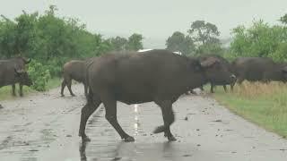 Buffalo sightings in the Kruger National Park
