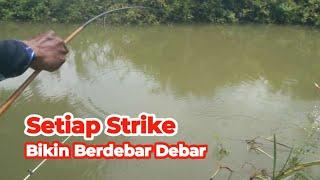 Setiap Strike Bikin Jantung Berdebar debar Ikan Besar Ngumpul di Spot ini