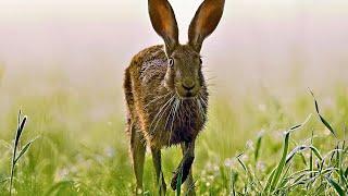 Whats Up Doc? The Evolution of Rabbits Hares and Pikas