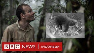 Hewan langka yang muncul kembali di hutan Papua setelah 62 tahun menghilang - BBC News Indonesia