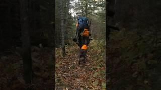 The Flush Season 13 Episode 2 Teaser  Superior Trail Ruffed Grouse #hunting #birdhunting #birds