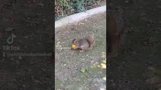 Feeding a Orange to a Squirrel in my backyard . #shorts #short