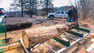 First live edge slabs on new mill. small scale logging and sawmilling with HM 130 max sawmill