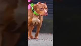 Pitbull dog  Pitbull status video #shorts