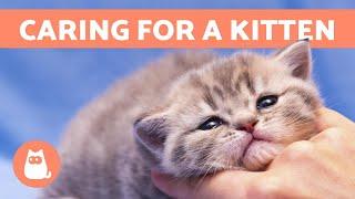 How to CARE for a KITTEN - Food Education and Health