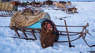 KEHIDUPAN SUKU NENETS SUKU YANG MENDIAMI KUTUB UTARA