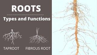 Functions of Roots  Types of Roots  Taproot  Fibrous Root  Lesson for Kids