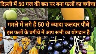 दिल्ली में 50 गज की छत पर बने फलों के बगीचे में लगे हैं 50 Fruit Plant    सभी में आए हैं भरपूर फल