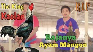 MENGENANG AYAM MANGON KAOLAN BAPAK NYA AYAM MANGON YOKKEREE SANG LEGENDA MR KOWSEM THAILAND