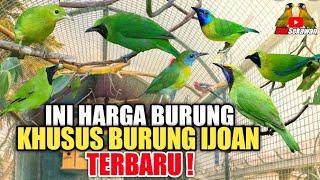 INI HARGA KHUSUS BURUNG IJOAN TERBARU DI PASAR BURUNG PRAMUKA