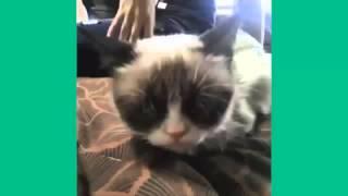 Cat Vines - Most Amazing 30 MINUTES of Cat and Kitten Vines Compilation