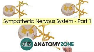 Sympathetic Nervous System Anatomy - Part 1