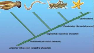 Constructing a Cladogram