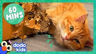 60 Minutes Of Animals Who Make Us LOL  1 Hour Of Funny Animal Videos  Dodo Kids