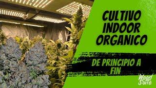 Cultivo INDOOR Orgánico de principio a fin