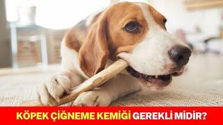 Köpek Çiğneme Kemiği Gerekli Mi?