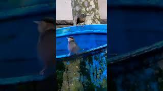 Watch This Brown-capped Babbler Take a Bathශ්‍රී ලංකා බොරඟ දෙමලිච්චා Sri Lanka Boran Demalichcha.