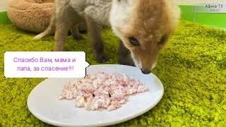 Спасение маленького лисёнка. История о том как изменилась его жизньLittle fox rescue
