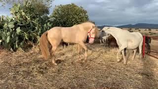 Semental revisando manada de yeguas buscando yegua en calor. Apareamiento y reproducción de caballos