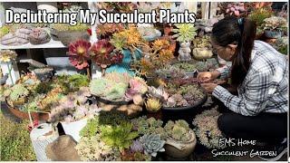 Decluttering My Succulent Plants