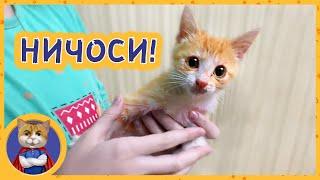 Игры котёнка Марсика. Ищем ему новых хозяев