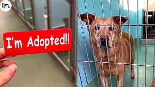 These Surrender Dog’s Reaction Of Getting Adopted Is Awesome 