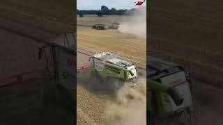 New holland vs Claas wheat harvester 2024 #ikadanysuwanto