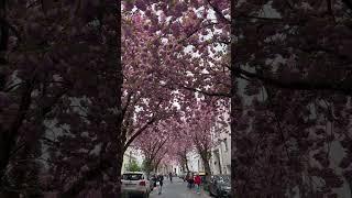 Bonn sakura sezonu#bonn #germany #kirschblüte #sakura #flowers #spring #travel #seyahat #nature
