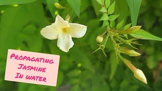 Propagating Jasmine Cuttings in Water with RESULTS Jasminum Officinale - Grow FREE Jasmine Plants