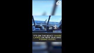 WILD Shark lands on fishing boat in New Zealand