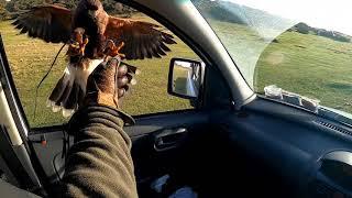 Harris Hawk Hunting Crows #14