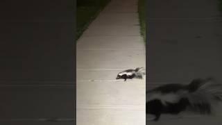 Skunks everywhere