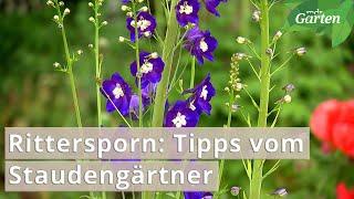 Rittersporn – Tipps vom Stauden-Experten  MDR