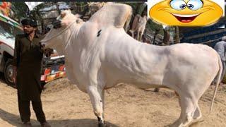 domail mandi 2024 latest update malik ki mahnat zaya  cow mandi 2024 Bakra Eid 2024