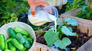 Cucumbers gone wild Cucumbers are growing like crazy since I gave them this liquid