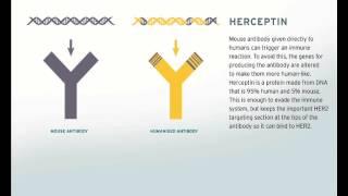 Herceptin - the first monoclonal treatment for cancer